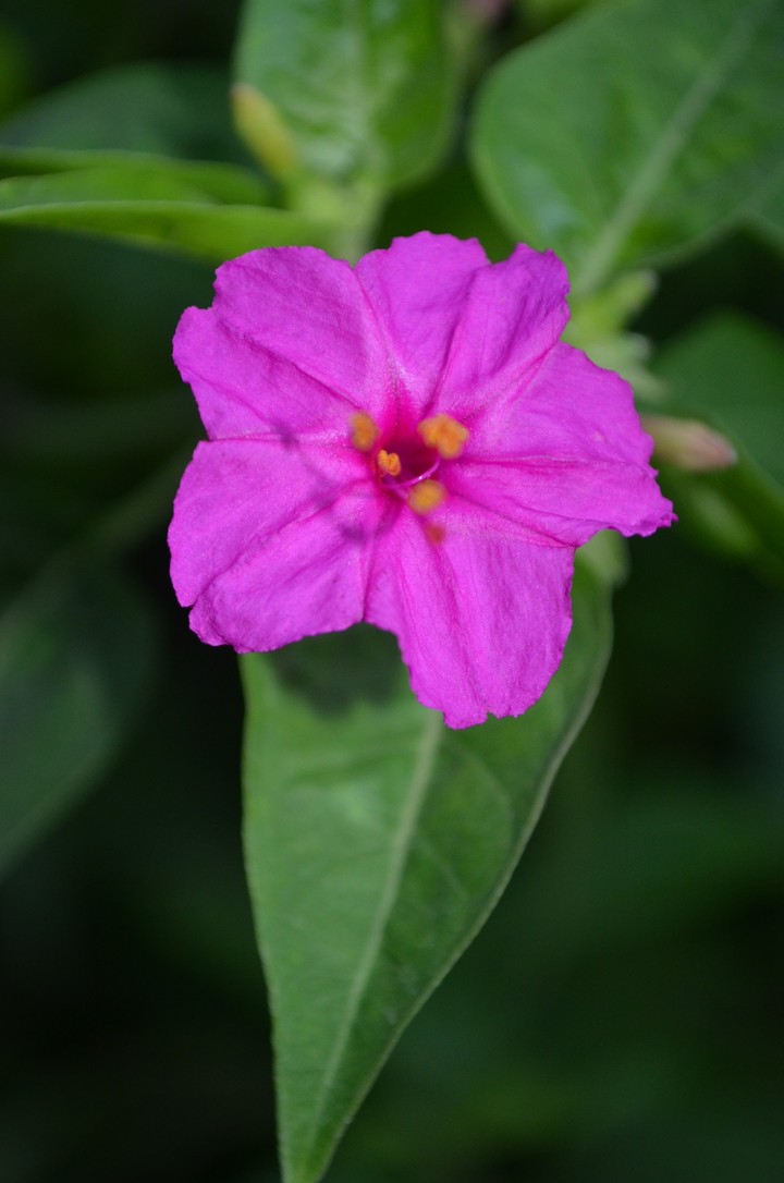 Wild pink flower 