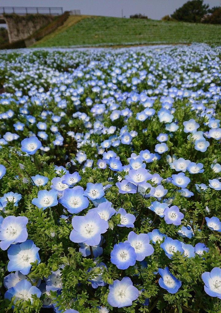 blue flowers