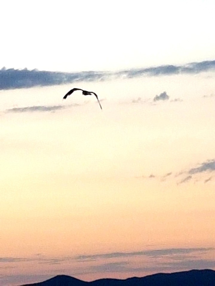 cielo