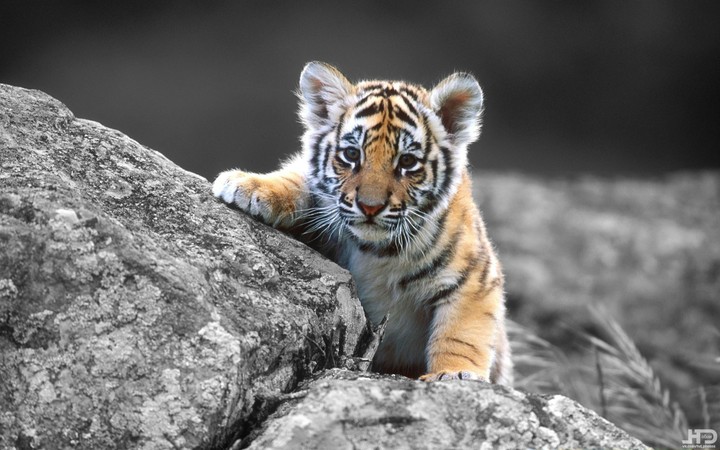 Little tiger