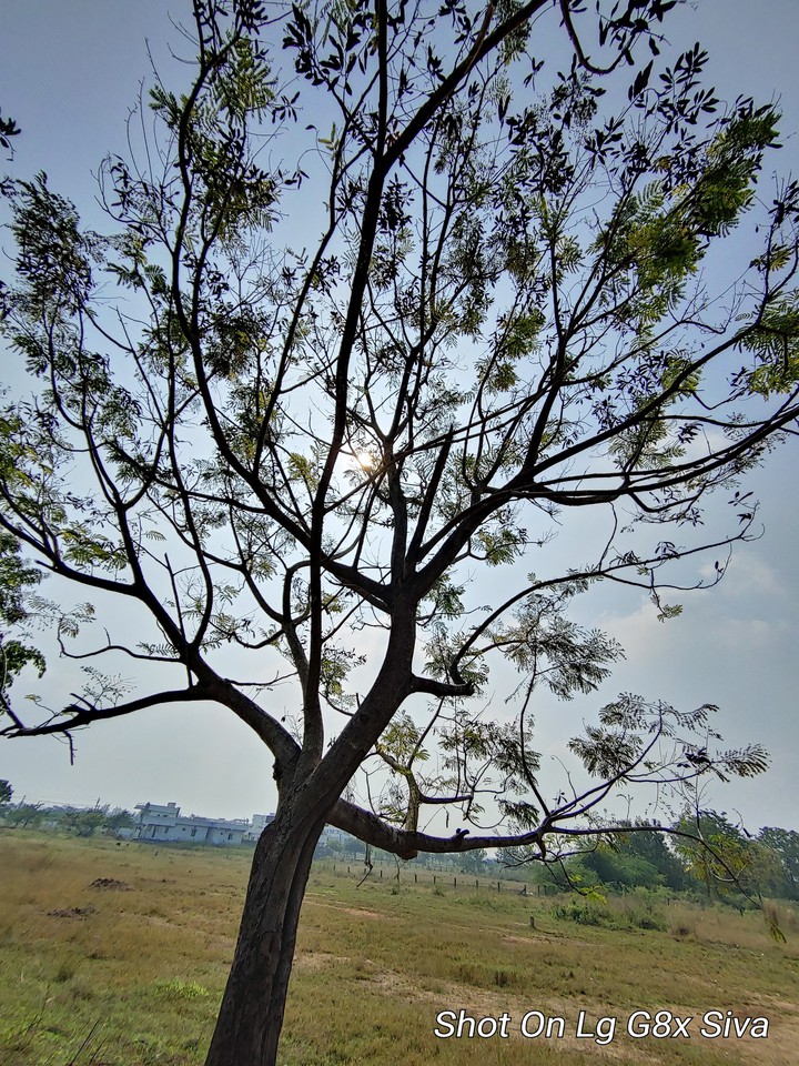 tree