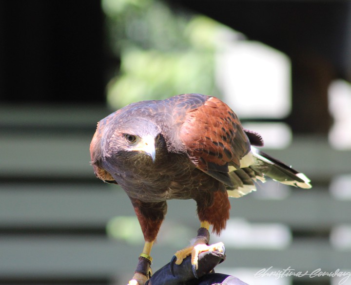 Red tail hawk