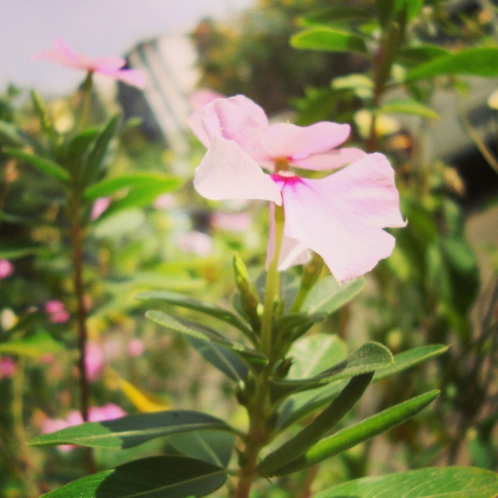 Pink flower