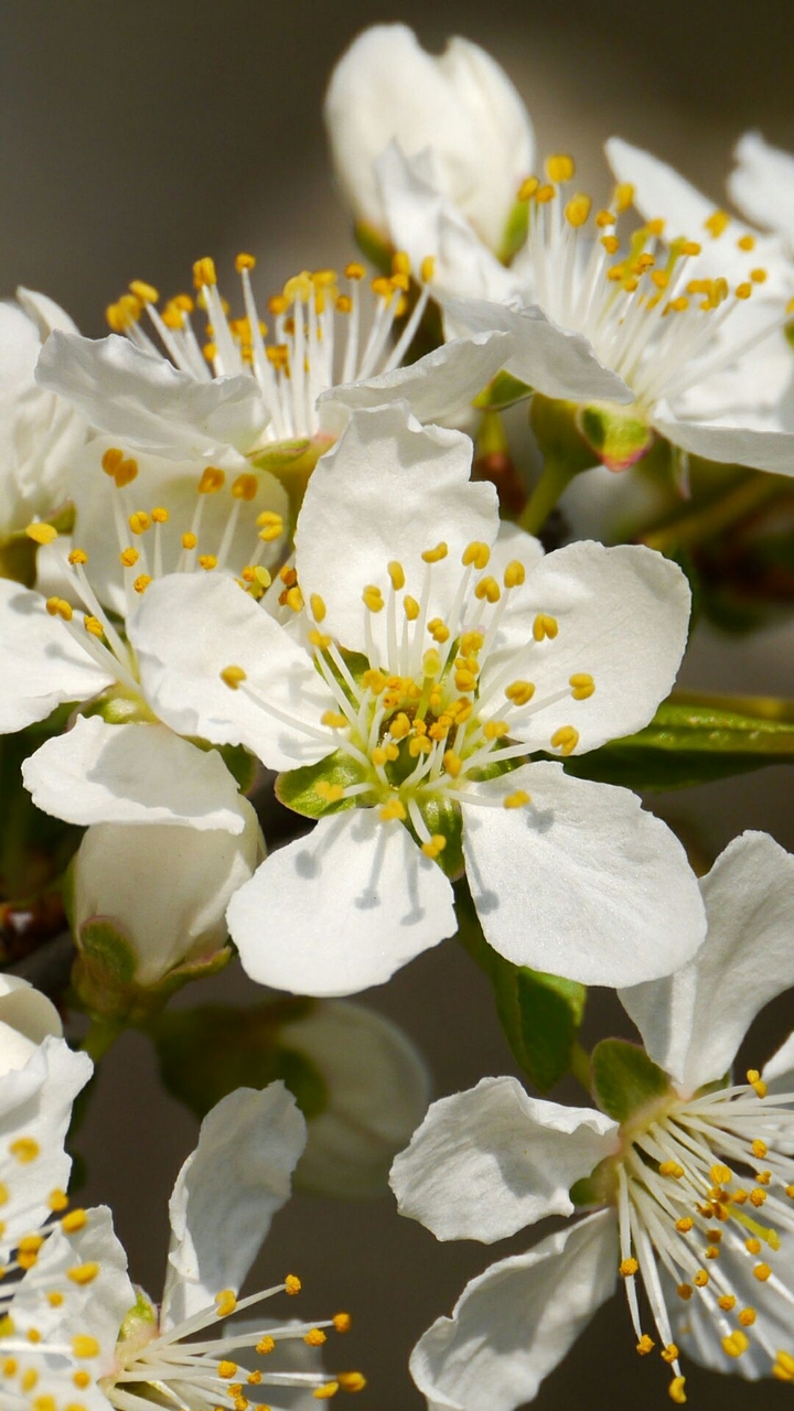 fiori di primavera