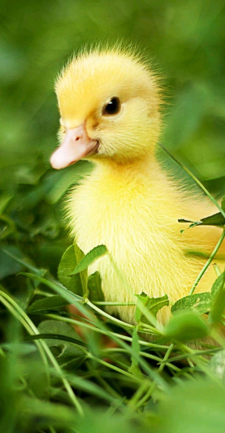 duckling