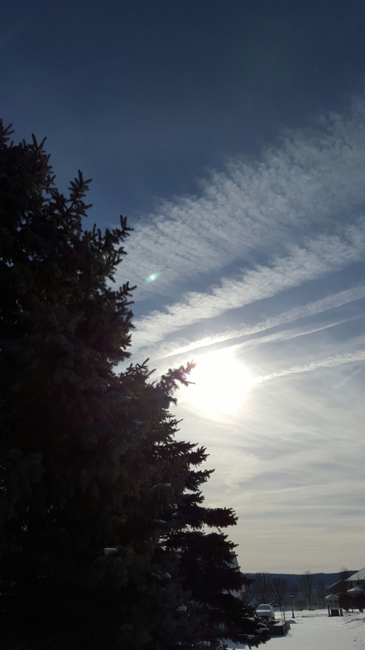 Pine and Sky