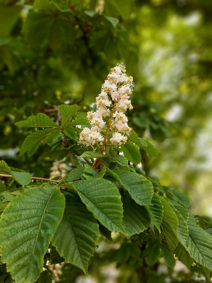 Chestnut