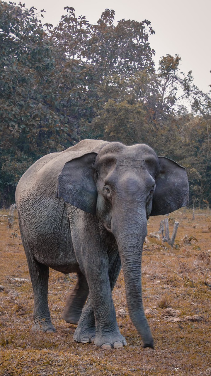 elephant