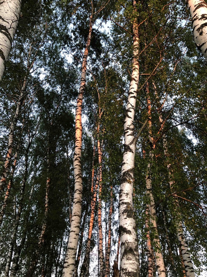 в лучах заката