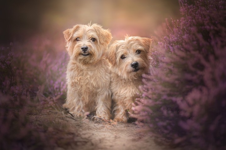 Cute dogs