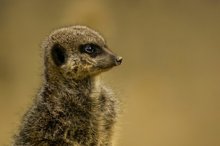 a brown animal