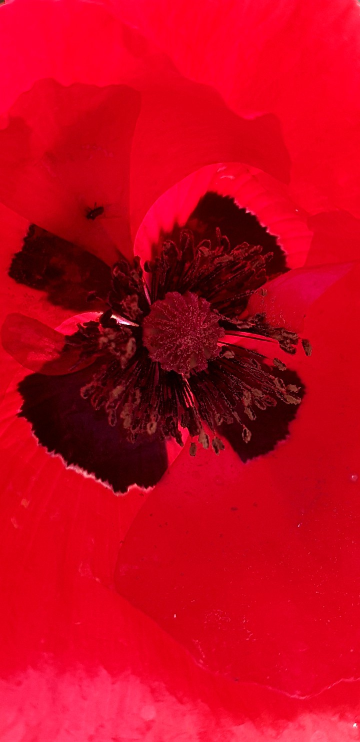Mohn