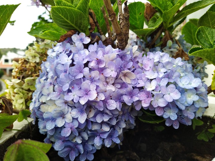 hydrangea