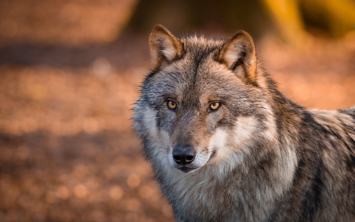 Wolf