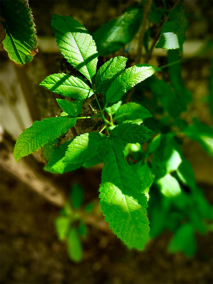 leaves