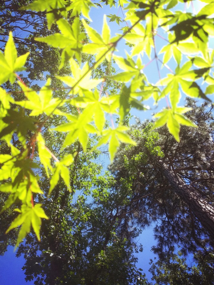 maple leaf