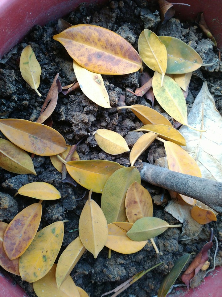 fallen leaves