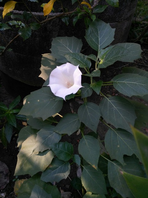 sfondi flower, flora
