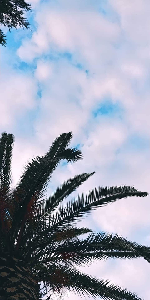 palm tree