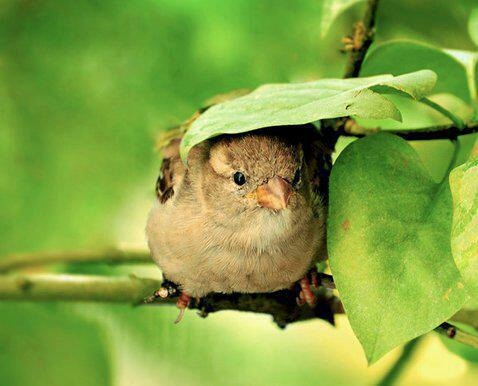 bird with green