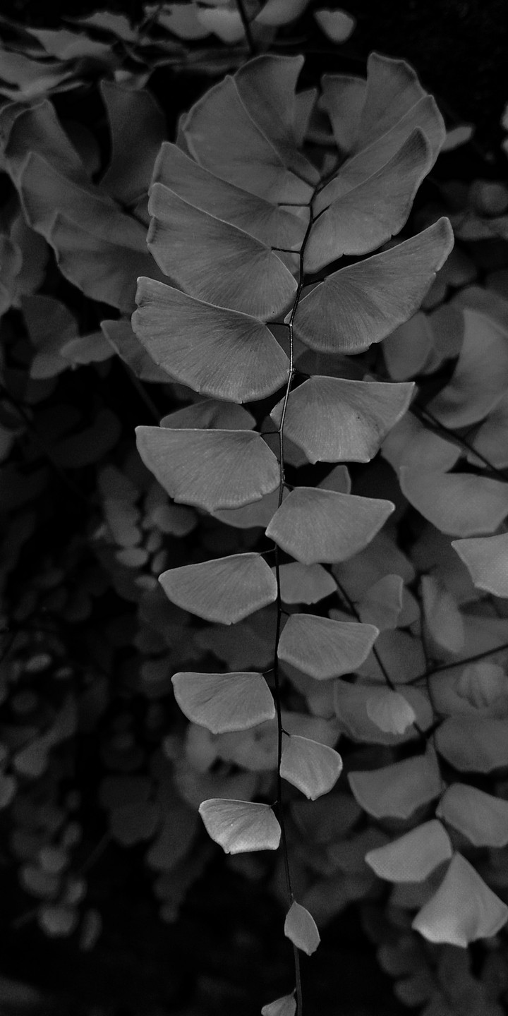 #Black and white