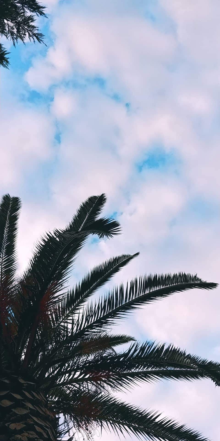 palm tree