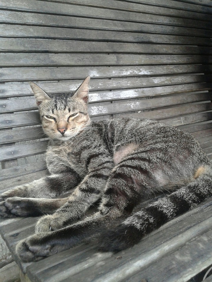 cat