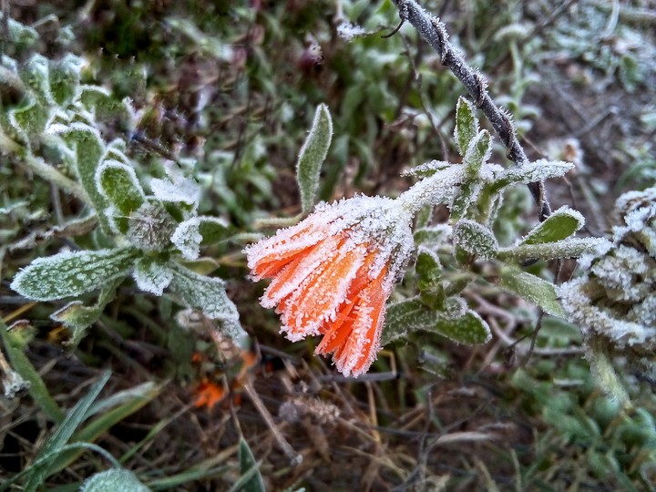 Winter and cold flowers