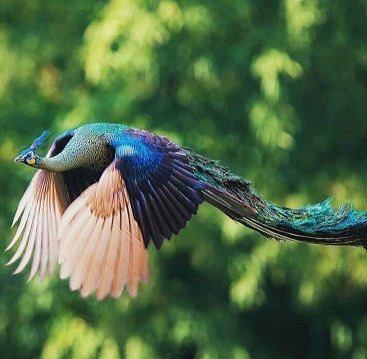 Beautiful bird