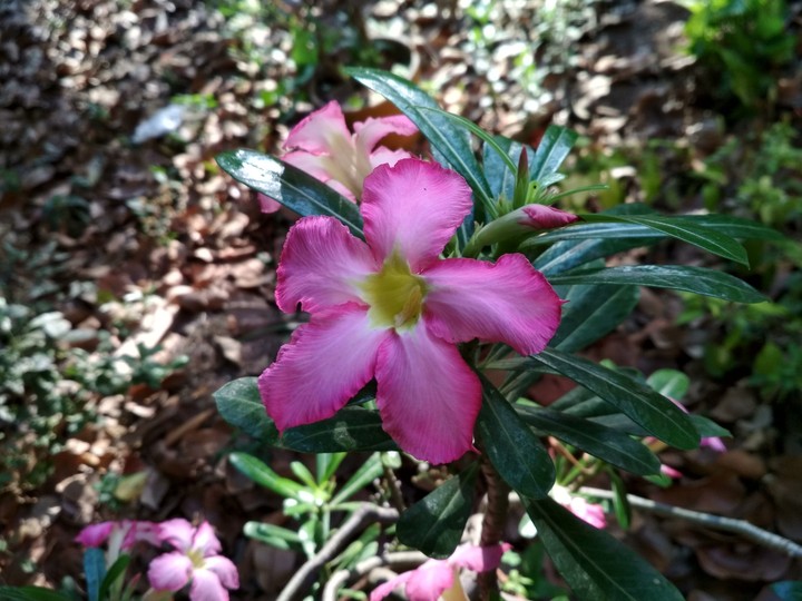 flowers