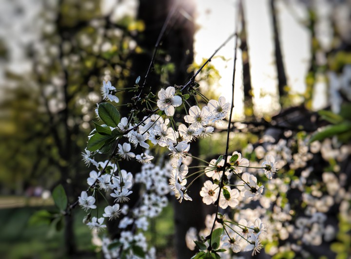 Blooms
