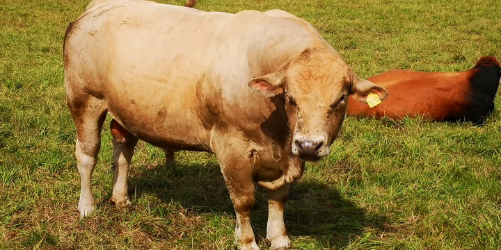 Bulle auf der Wiese