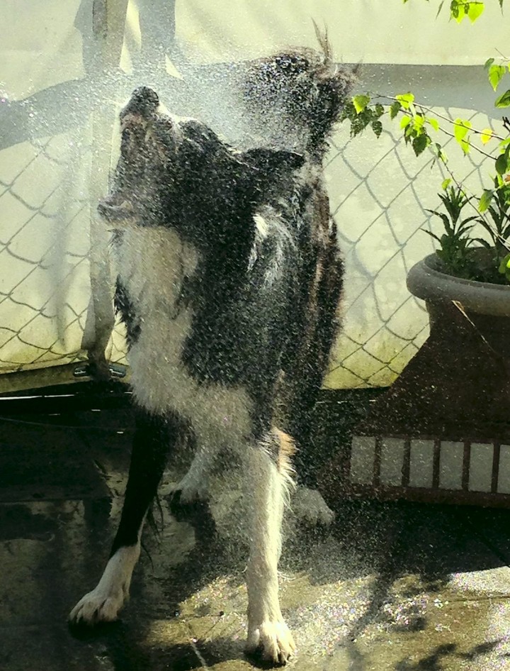 If It's Not A Broder Collie It's Just A Dog