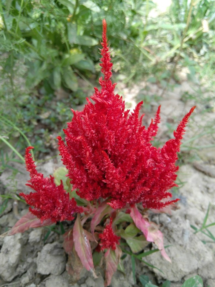 red one