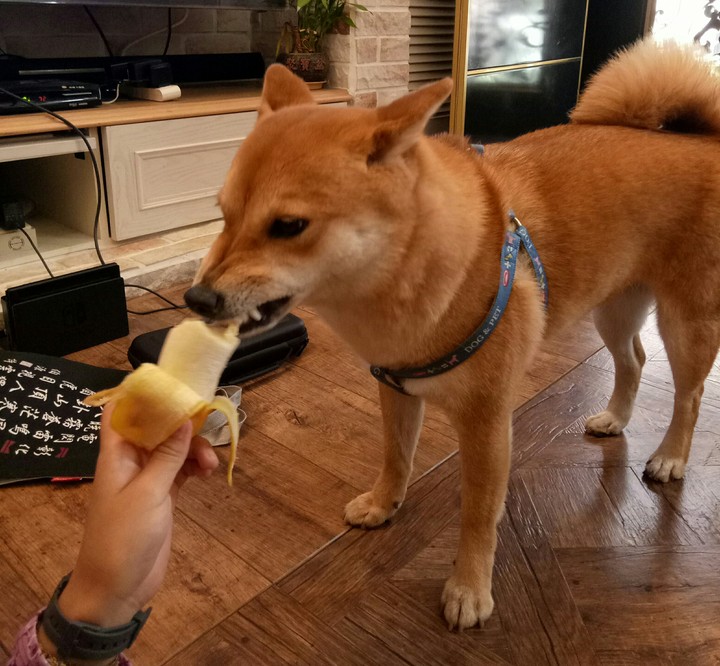 吃香蕉的柴犬♥