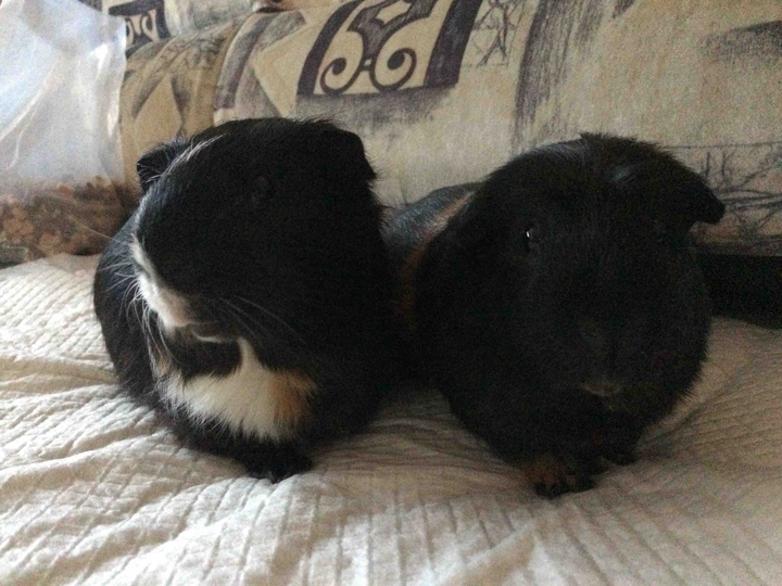 negró és fify.   ❤️❤️❤️