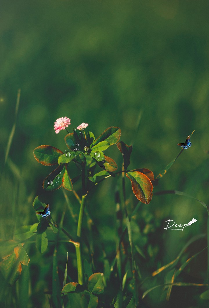 vintage photography