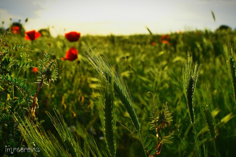 field