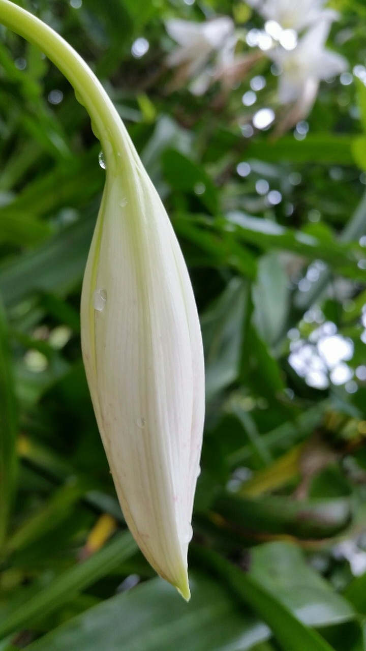 Flores del campo