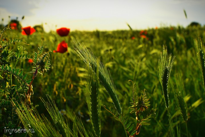field