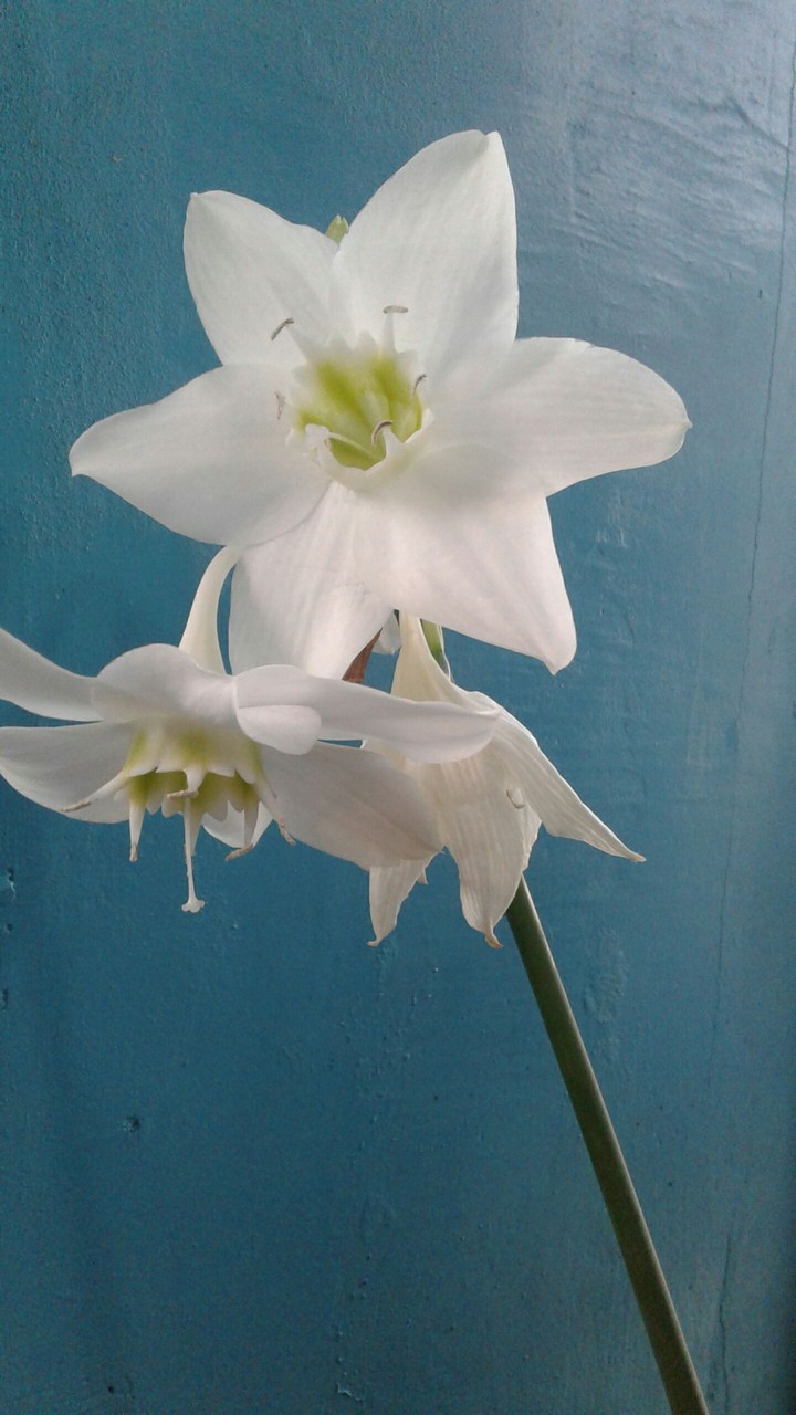 flor
