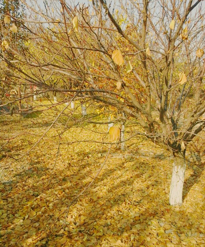 colourful autumn