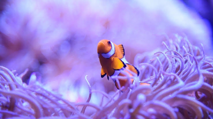 Clown Fish