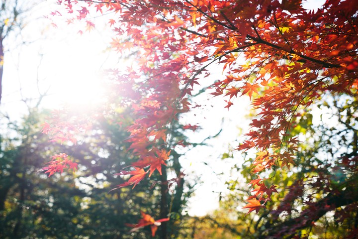 south korea autumn