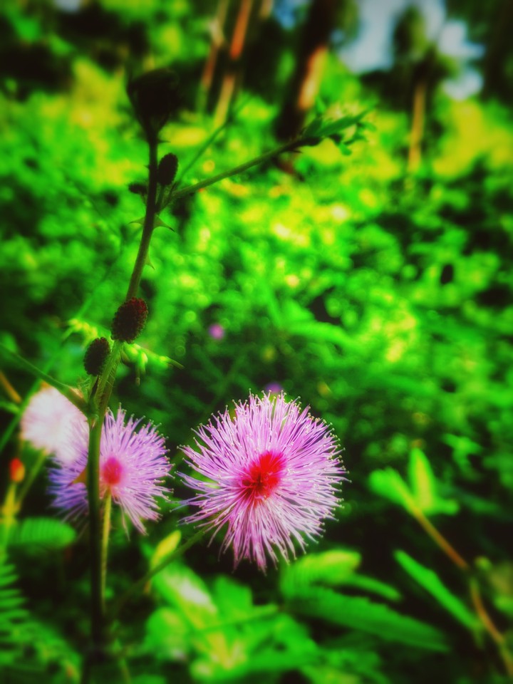 Mimosa  plant