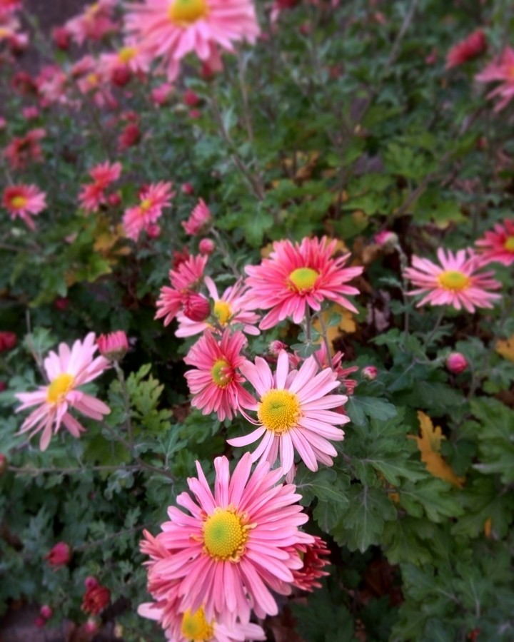 autumn flowers