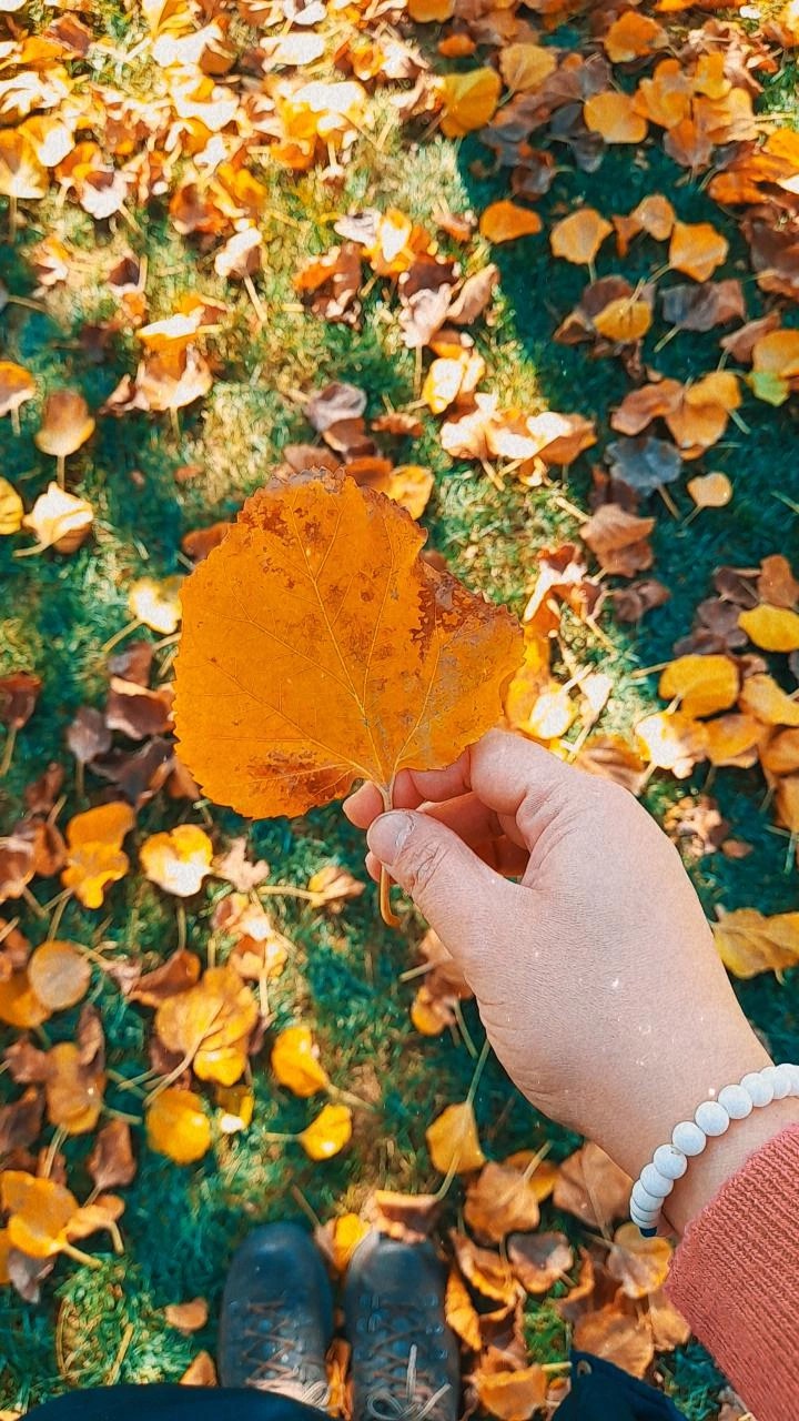 Autumn Leaf