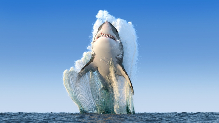 Shark