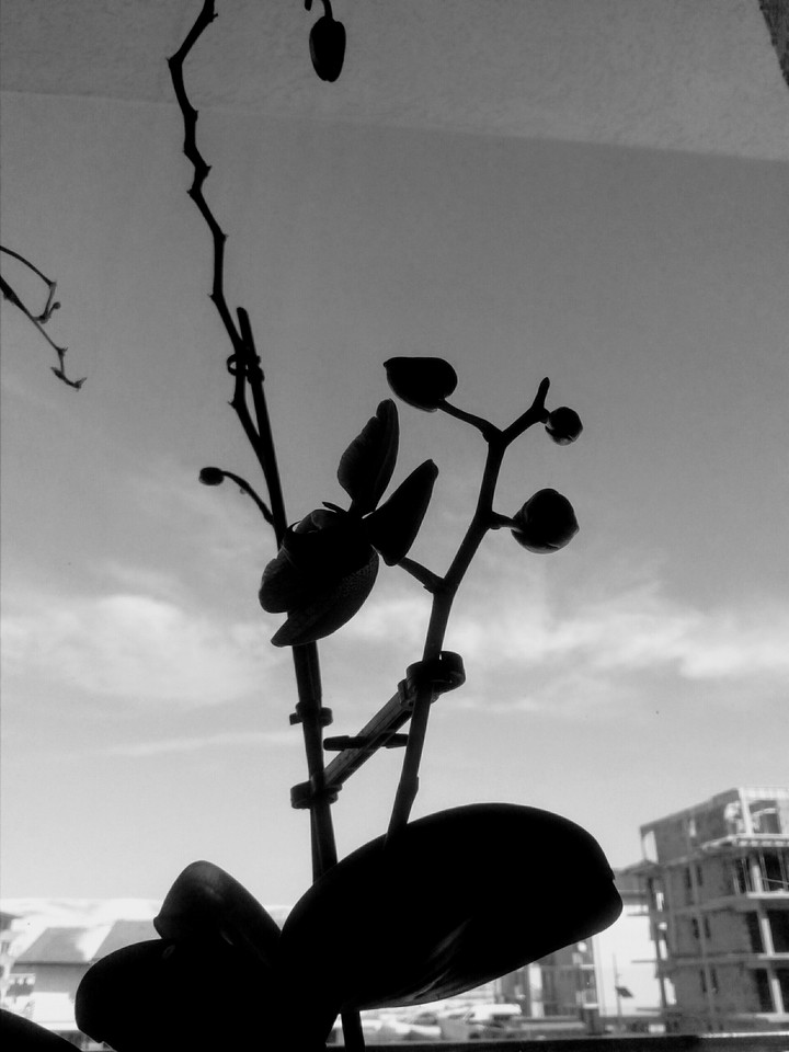 The spring's shadow