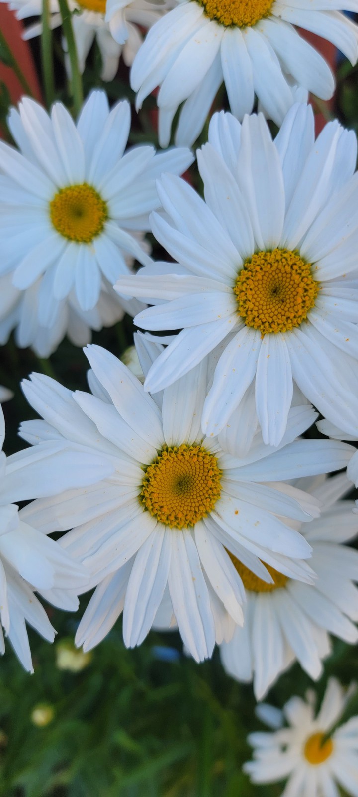 White Camomiles